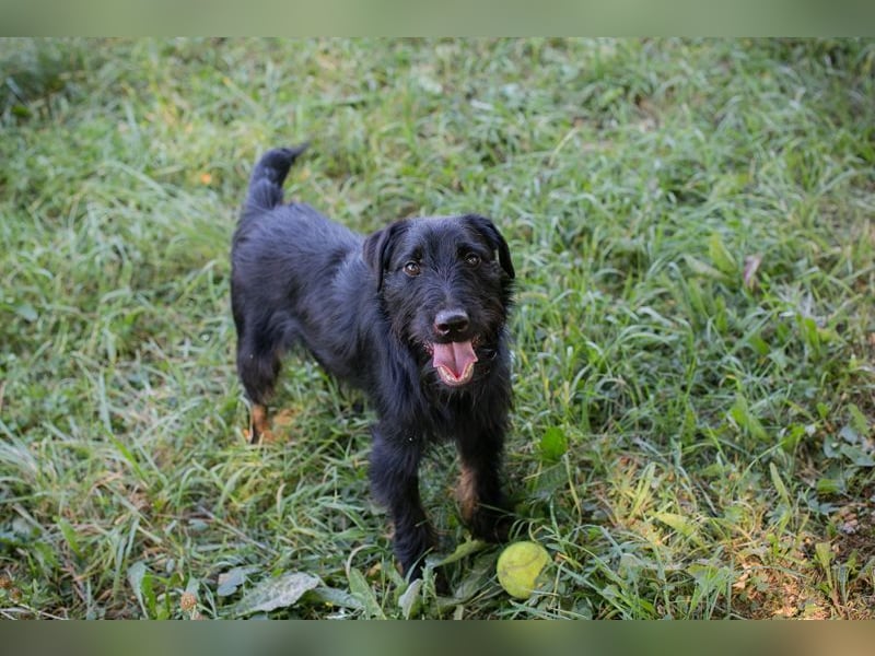 DARKO - ich suche ein tolles Für-Immer Zuhause!