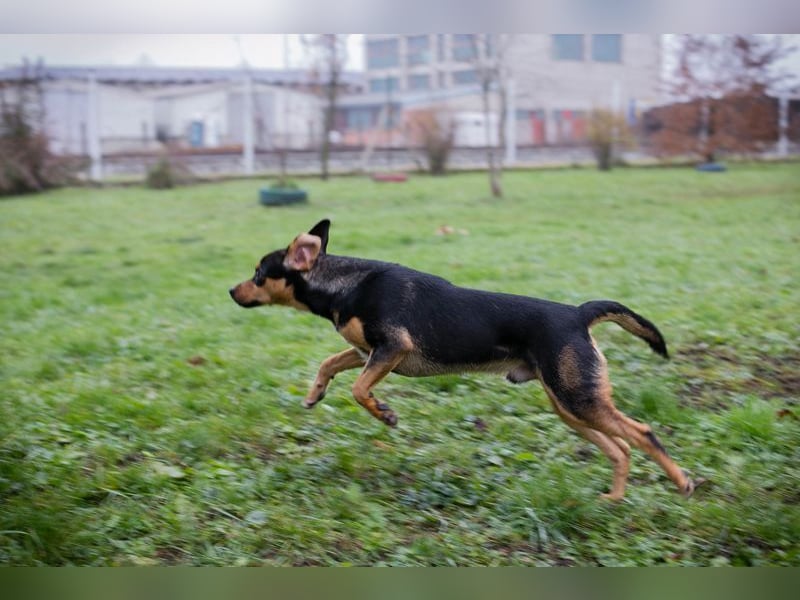 DAVY - der hübsche und aktive Junghund freut sich auf tolle Abenteuer!