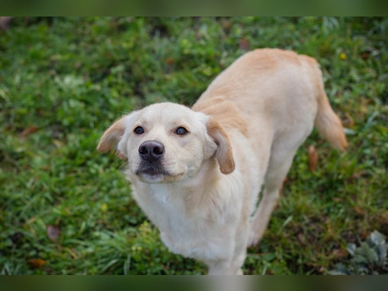 NINETTE - ich träume von einem tollen Zuhause bei lieben Menschen!