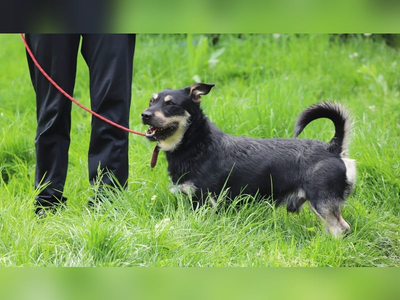 FREDY - das fröhliche und freundliche Kerlchen träumt von einem lieben Für-Immer Zuhause
