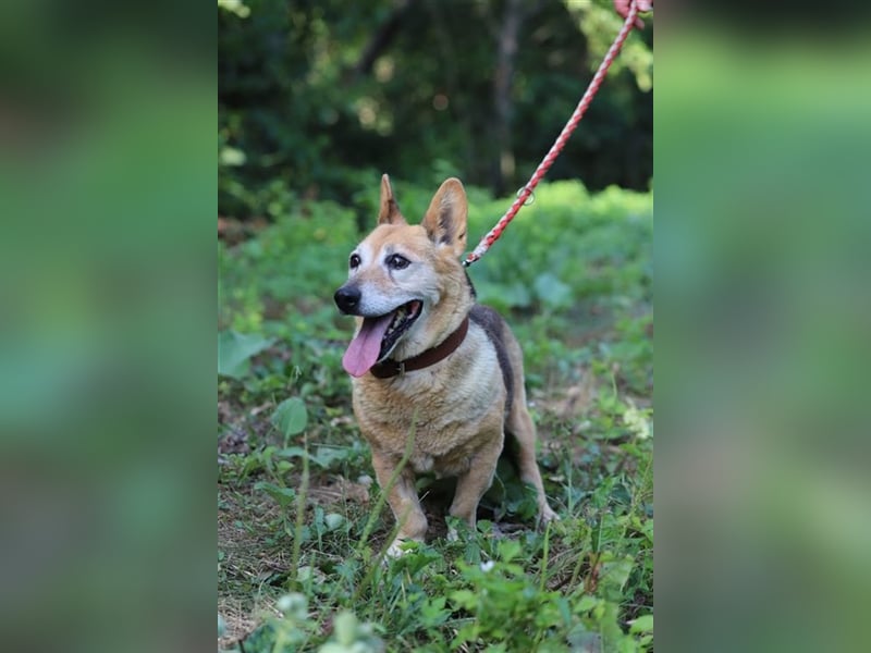 EDO - der liebe und anspruchslose Senior möchte seine Rente bei einer lieben Familie verbringen!