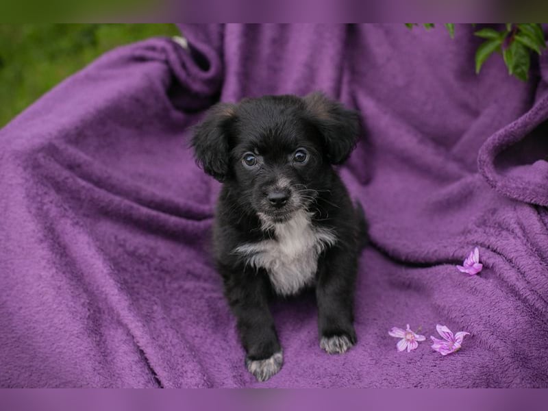 Welpin 257506 - Hallo! Ich habe ausgeschlafen und bin wach!
