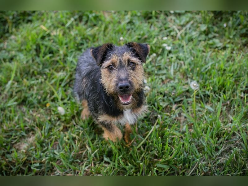 PERCY - der liebe Junghund mag Menschen und Artgenossen und sucht ein tolles Zuhause