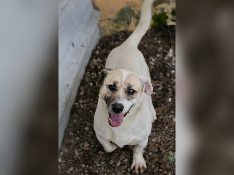 Chip-Nr. 272077 - wer schenkt mir sein Herz und ein Zuhause?