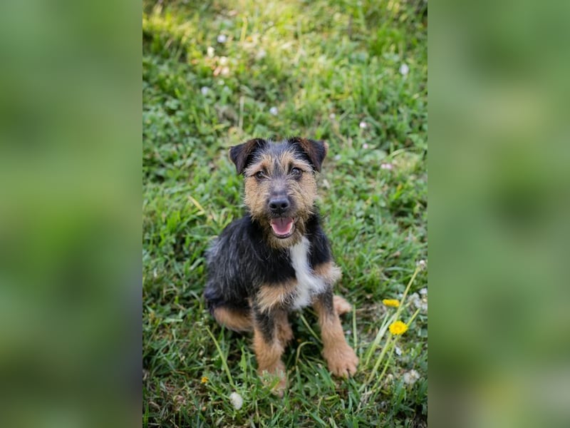 PERCY - der liebe Junghund mag Menschen und Artgenossen und sucht ein tolles Zuhause