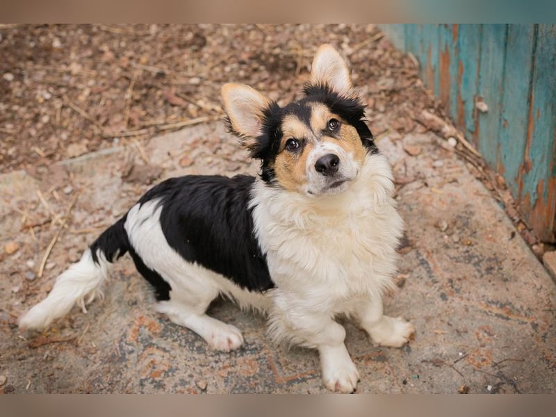 GINO - der kleine Mann möchte mit seinen Menschen die Welt entdecken!