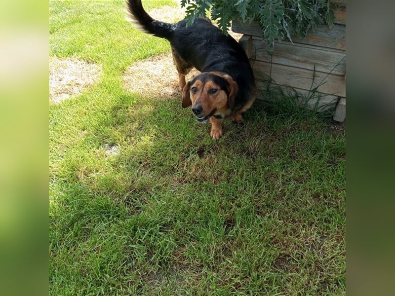 TESSO - wer verliebt sich in den aufgeschlossenen und unkomplizierten Rüden?