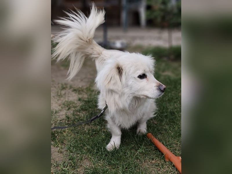 RASTI - ich freue mich auf ein liebevolles Für-Immer Zuhause!