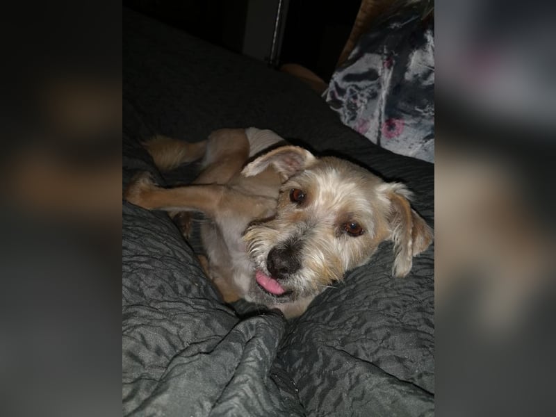 BENY - wer möchte dem neugierigen, unternehmungslustigen Rüden die Welt zeigen?