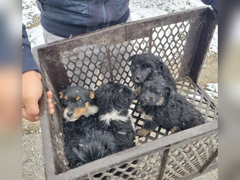 Welpe BALTHASAR - ich träume von einer eigenen Familie die mich lieb hat...