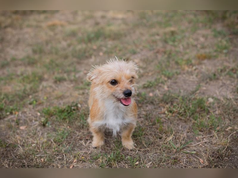 Chip-Nr. 230265 - dieses kleine Hundemädel träumt von einem liebevollen Für-Immer Zuhause