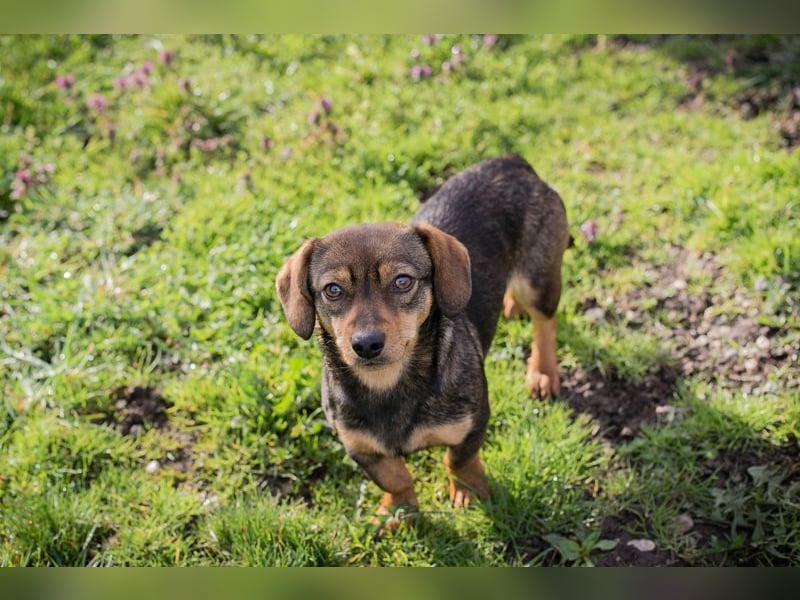 Welpe MILKA - ich suche eine Familie die mich beschützt und mir ein Zuhause schenkt