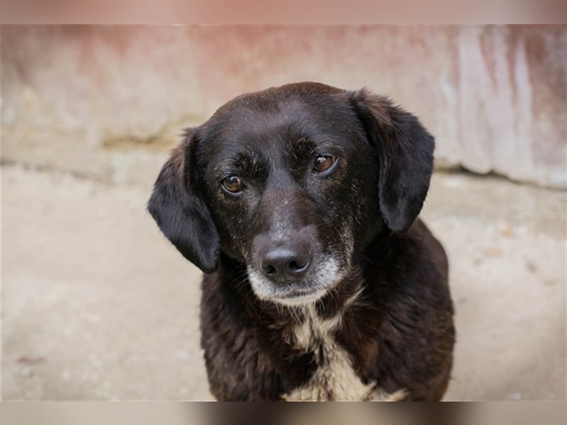 Zera - Aktiv, freundlich, schmusig.....sucht ihr Für-immer-Zuhause