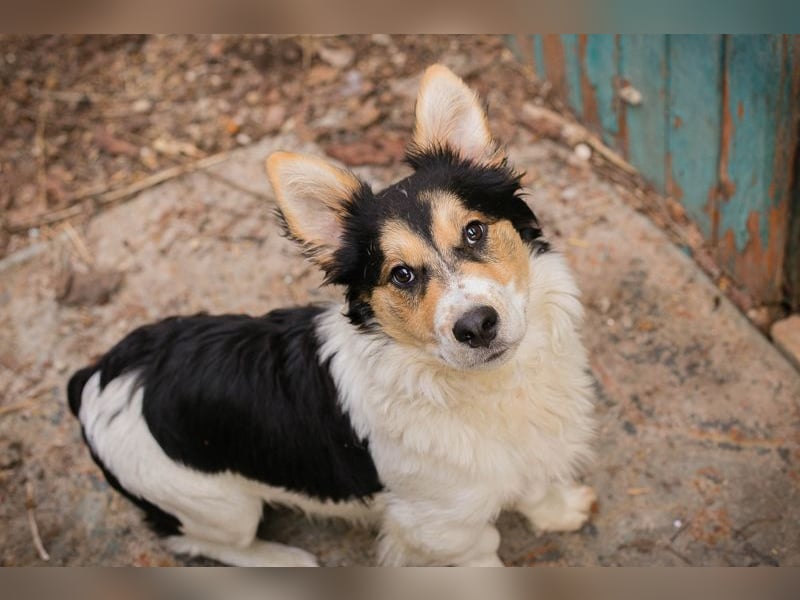 GINO - der kleine Mann möchte mit seinen Menschen die Welt entdecken!