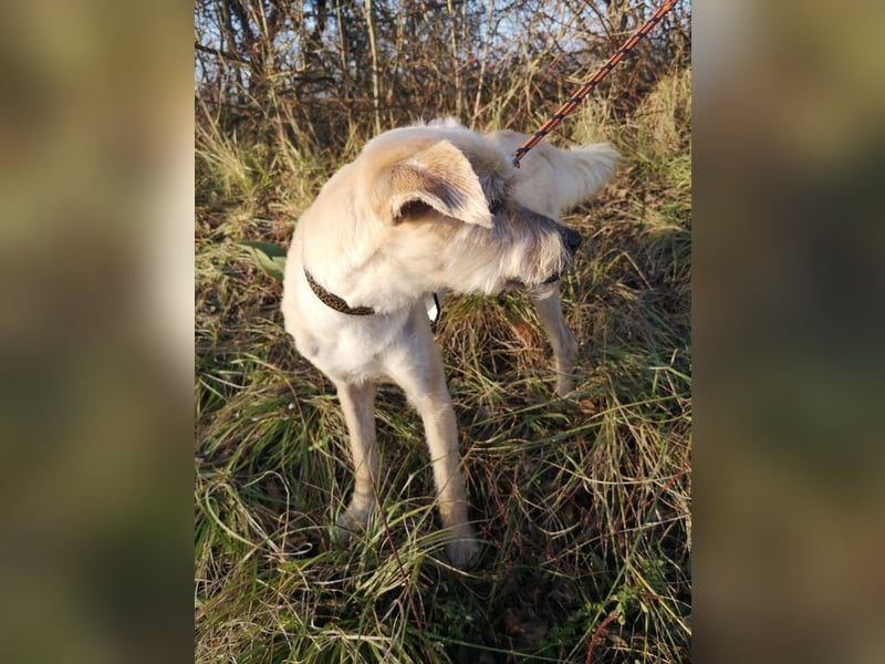 BENY - wer möchte dem neugierigen, unternehmungslustigen Rüden die Welt zeigen?