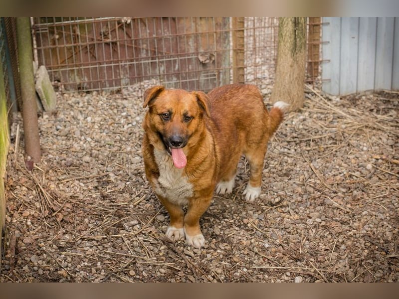LISSY - schenkst du mir dein Herz und ein Zuhause?