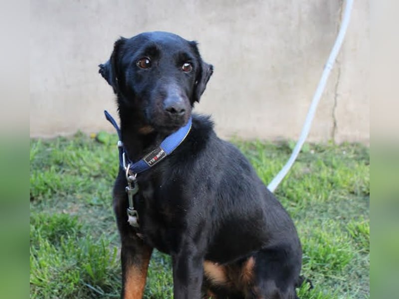 JULLY R. - das Energiebündel sucht liebe Menschen mit Hundeerfahrung