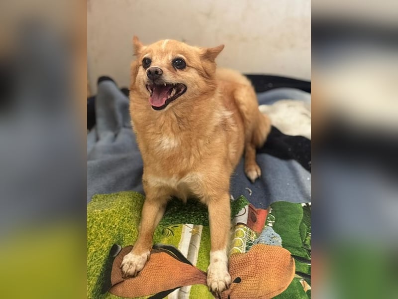 SELLY - die kleine Maus träumt von einem liebevollen Für-Immer Zuhause!
