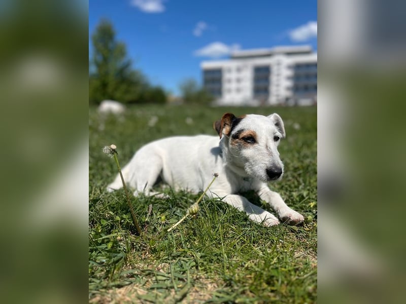 BOUNTY - wer schenkt der süßen Hündin ein Zuhause voller Liebe und Fürsorge?