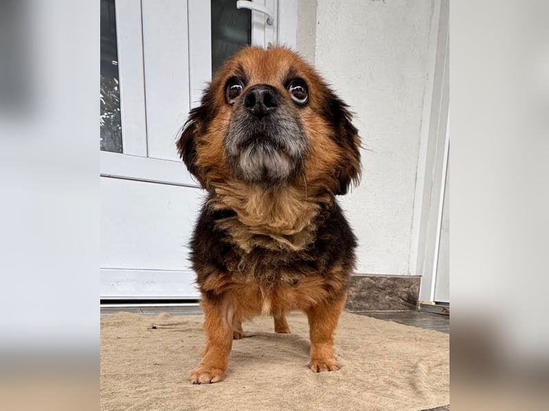 BILBO - der liebe, kleine Senior träumt von einem eigenen, liebevollen Zuhause!