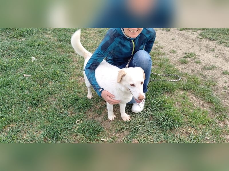 GLACE - der neugierige und freundliche Rüde würde sich sehr über Familienanschluss freuen