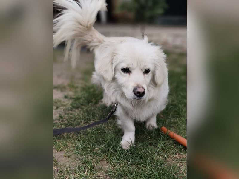 RASTI - ich freue mich auf ein liebevolles Für-Immer Zuhause!