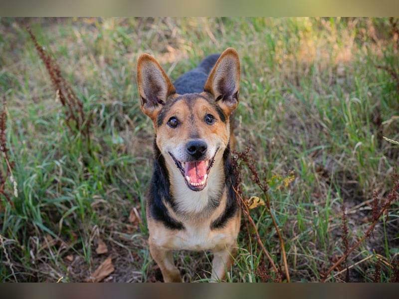 SPARKY - der verspielte und liebe Rüde möchte ein Teil DEINER Familie sein!
