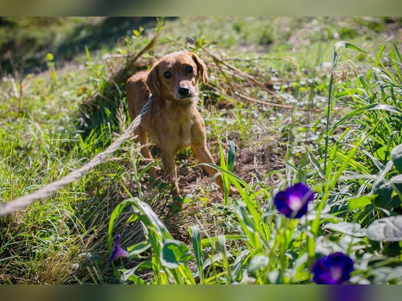 LEICA - die gehorsame, brave Maus sucht eine ruhige, geduldige und liebevolle Familie