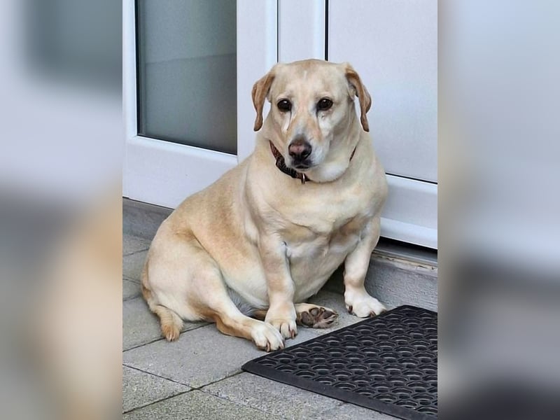 Chip-Nr. 722084 - wer zeigt der lieben Seniorin, wie schön ein Hundeleben sein kann?