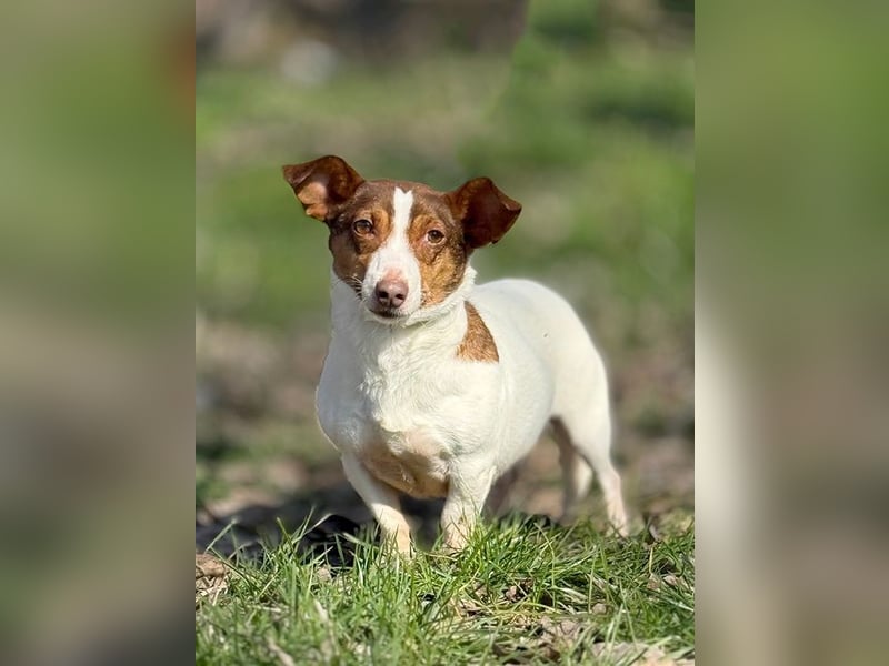 RAISHA - spazieren, lernen, kuscheln - wir suchen hier eine unternehmungslustige Familie!