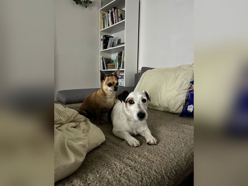 BOUNTY - wer schenkt der süßen Hündin ein Zuhause voller Liebe und Fürsorge?