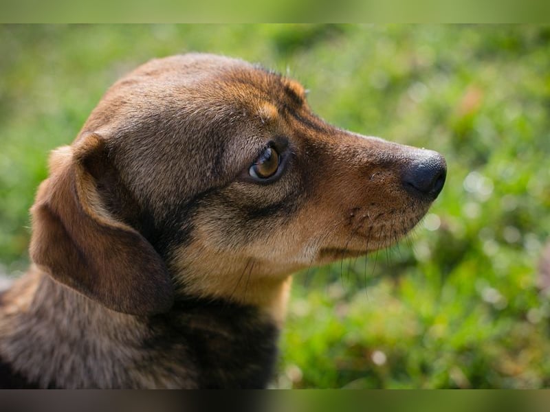 Welpe MILKA - ich suche eine Familie die mich beschützt und mir ein Zuhause schenkt