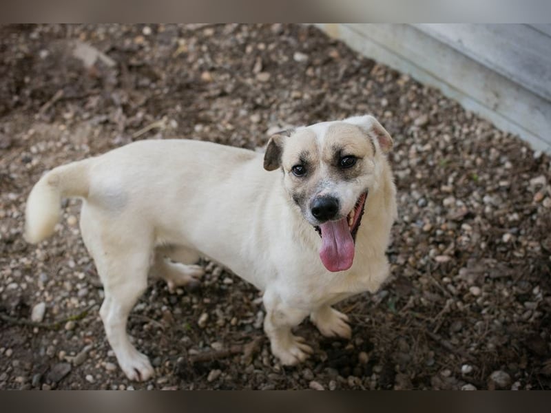 Chip-Nr. 272077 - wer schenkt mir sein Herz und ein Zuhause?