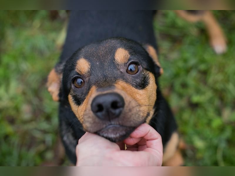 DAVY - der hübsche und aktive Junghund freut sich auf tolle Abenteuer!