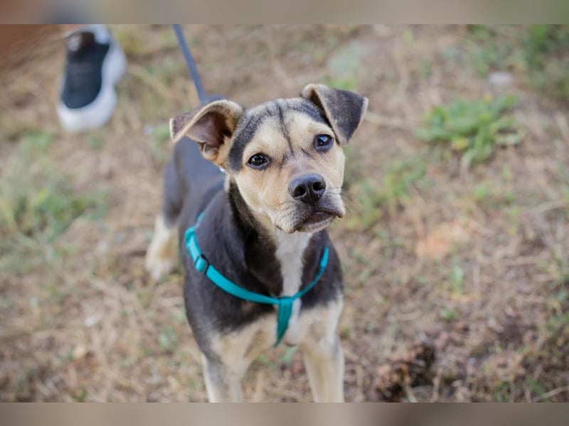 Sime sucht ein Zuhause, aber bitte eines ohne Kleintiere