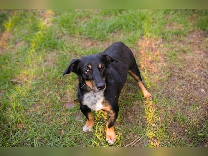 SIDNEY - Ich kann wieder laufen, wer zeigt mir nun das Leben?