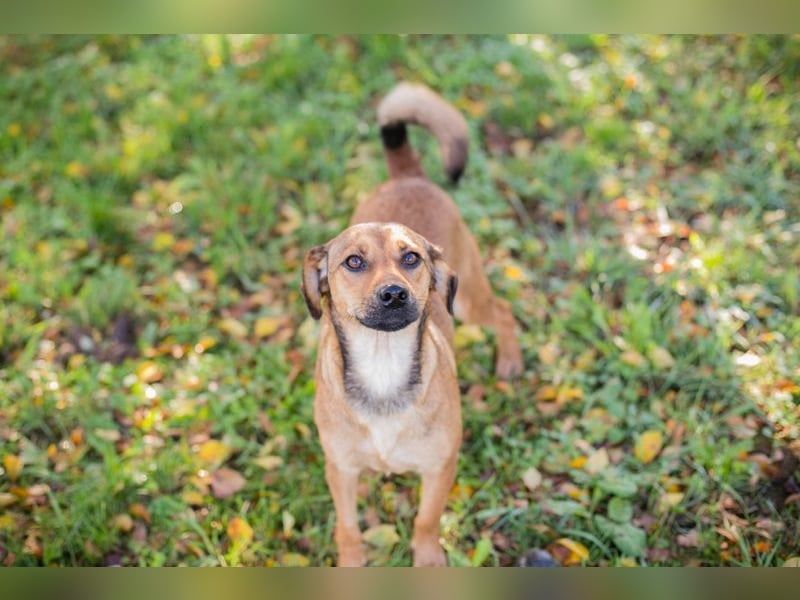 RIEKE - welche liebe Familie schenkt mir ihr Herz und ein Zuhause?