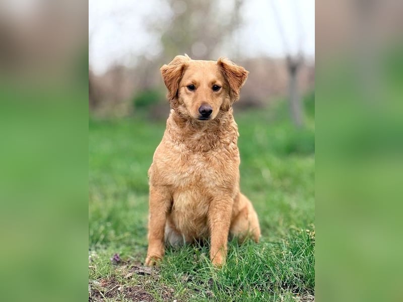 TIANA - ich freue mich auf viele glückliche Stunden mit meinen Menschen!