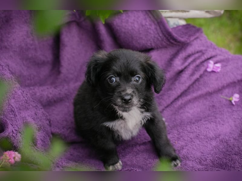 Welpin 257506 - Hallo! Ich habe ausgeschlafen und bin wach!