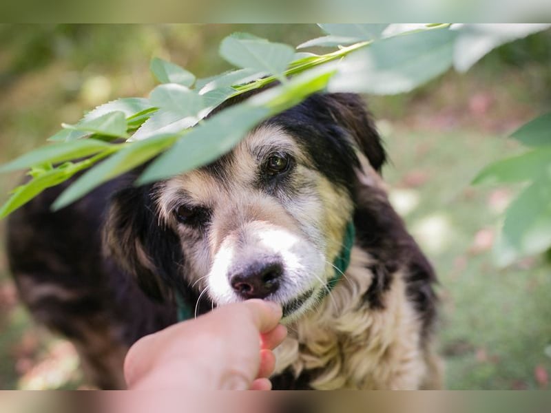 PAULA - die süße Hundeomi wünscht sich ein liebes Zuhause, in dem sie gekuschelt und umsorgt wird.