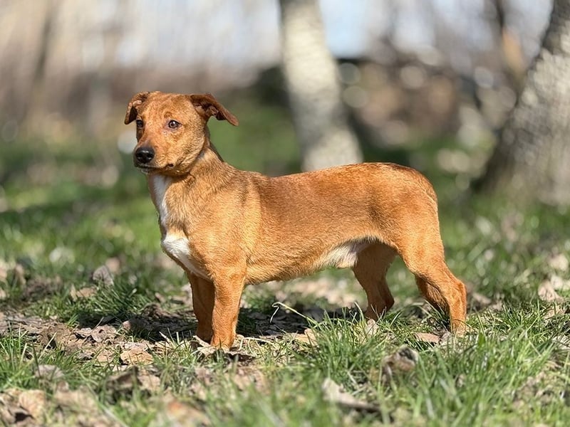 RASHID - der ruhige und gemütliche Rüde träumt von einem liebevollen Zuhause!