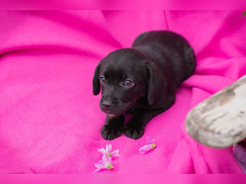 Chip 258233 - das Welpenmädchen sucht ein Zuhause und eine Namenspatenschaft