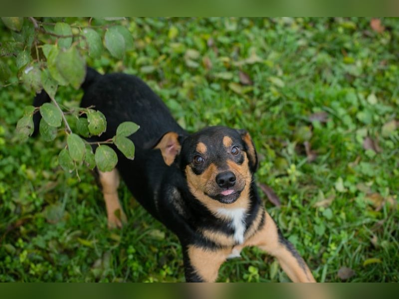 DAVY - der hübsche und aktive Junghund freut sich auf tolle Abenteuer!