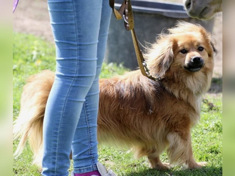 ROBY - bei Unbekanntem bin ich zurückhaltend, habe ich aber Vertrauen lasse ich mich gerne kraulen