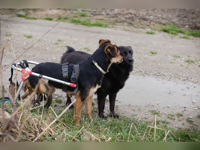 ROBY - der lebensfrohe, verschmuste Rüde mit Handicap träumt von einer eigenen Familie