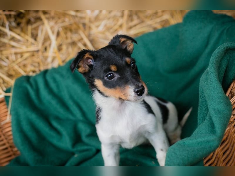 Welpe BALTHASAR - ich träume von einer eigenen Familie die mich lieb hat...