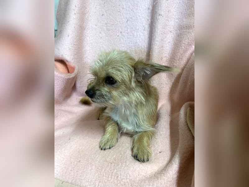 Chip-Nr. 230265 - dieses kleine Hundemädel träumt von einem liebevollen Für-Immer Zuhause