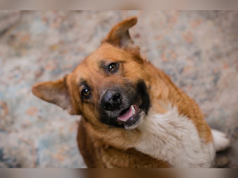 Chip Nr. 271422 - schenkst du mir dein Herz und ein Zuhause?