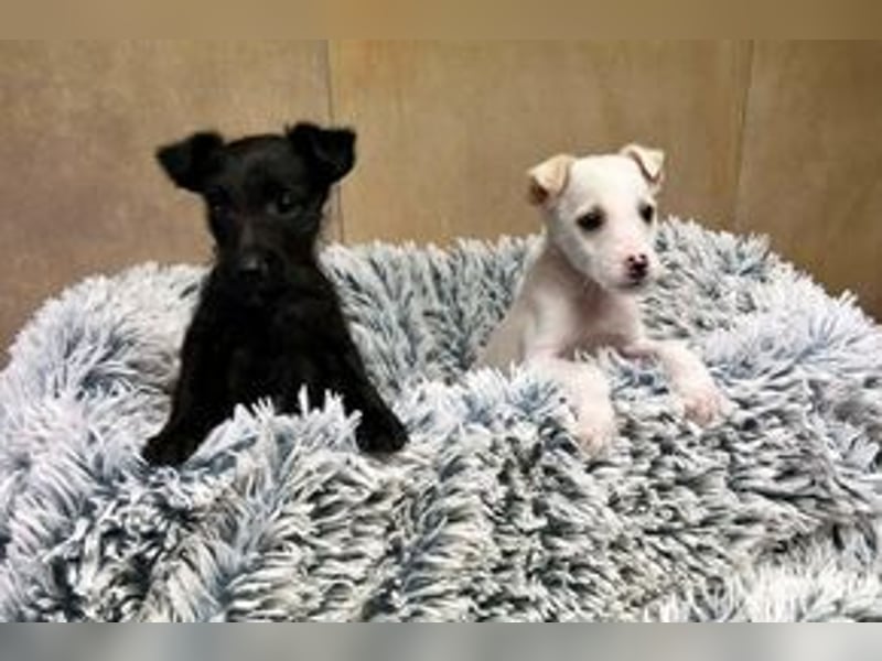 JIN - Hallo, hier bin ich! Wer schenkt mir ein Zuhause?