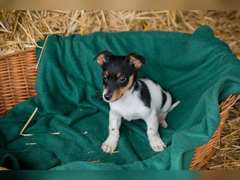 Welpe BALTHASAR - ich träume von einer eigenen Familie die mich lieb hat...